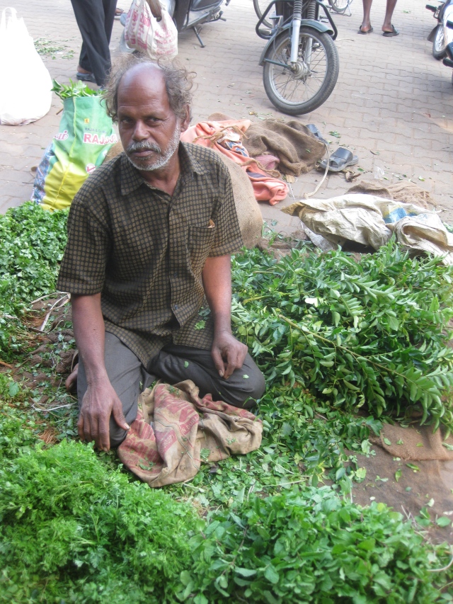Coriander farmer.  Behind him and to the right are curry leaves.