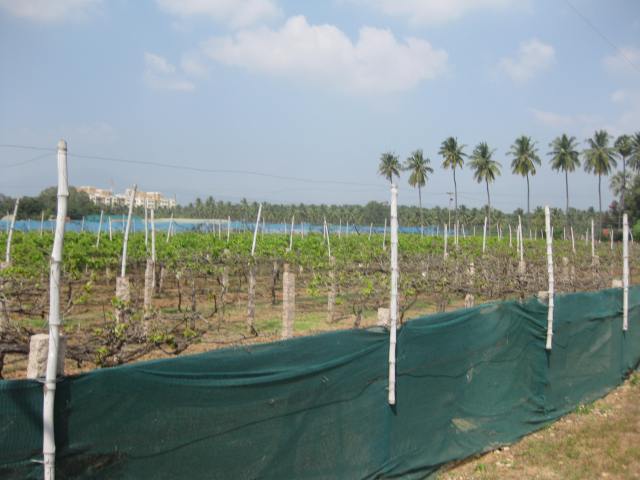Grape cultivation.