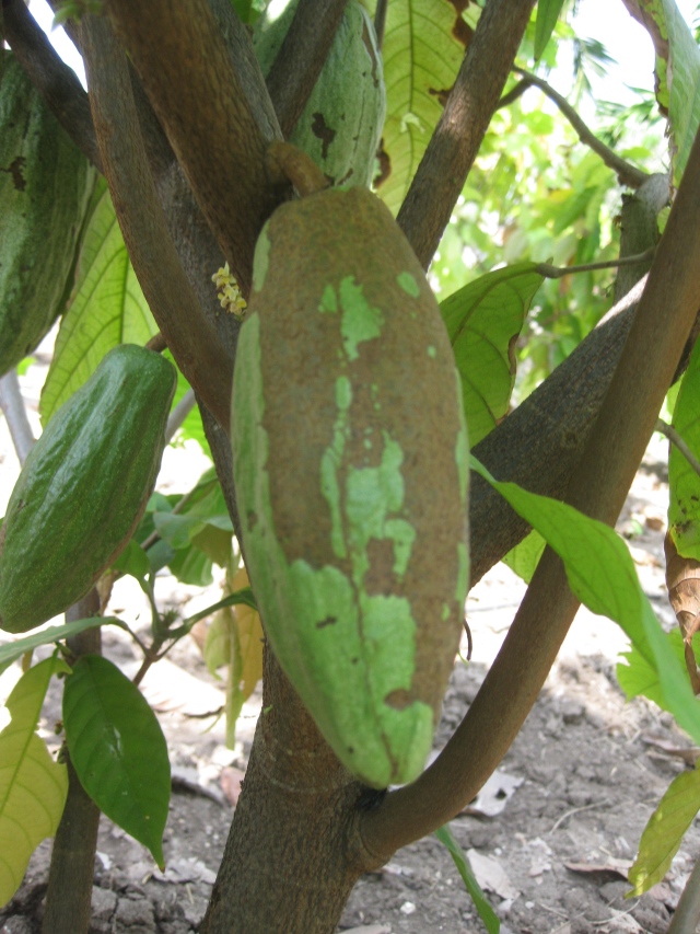 Possible black pod on cacao?