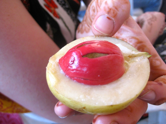 A gorgeous nutmeg fruit.