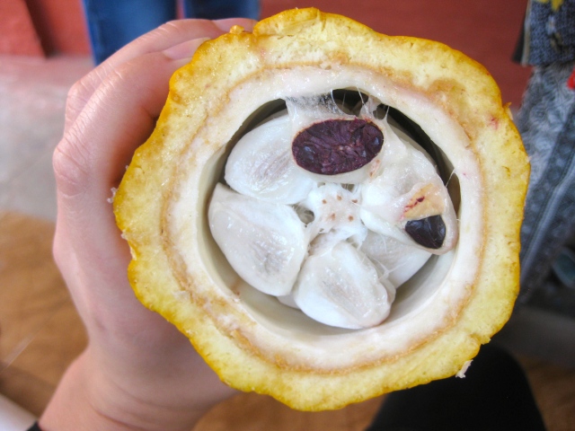 A sliced cacao pod.  The white parts are the pulp.  The brown part is the bean.